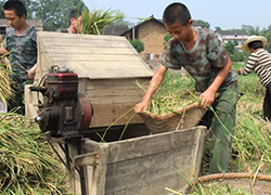 杭州叛逆孩子学校组织学生收割水稻体验生活